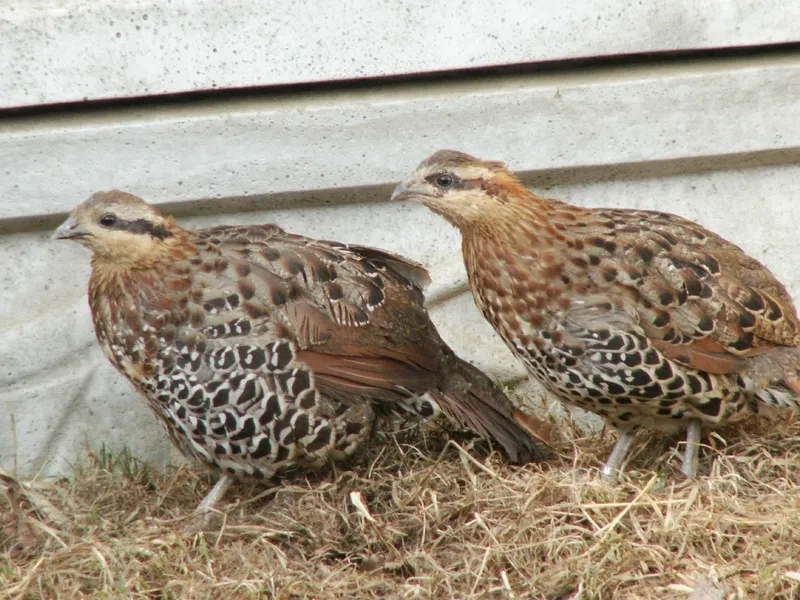 Chim gà so gắn với tín ngưỡng và truyền thống dân gian Việt