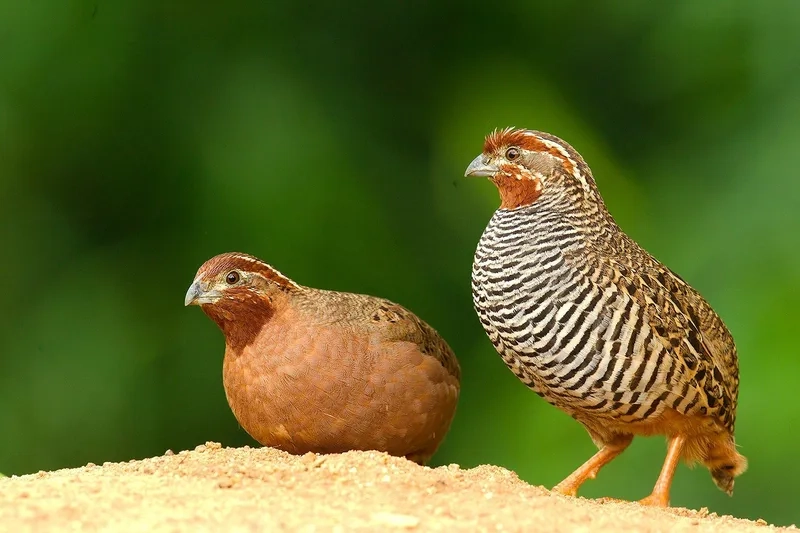 Chim gà so được biết đến như thế nào qua các nghiên cứu Việt Nam