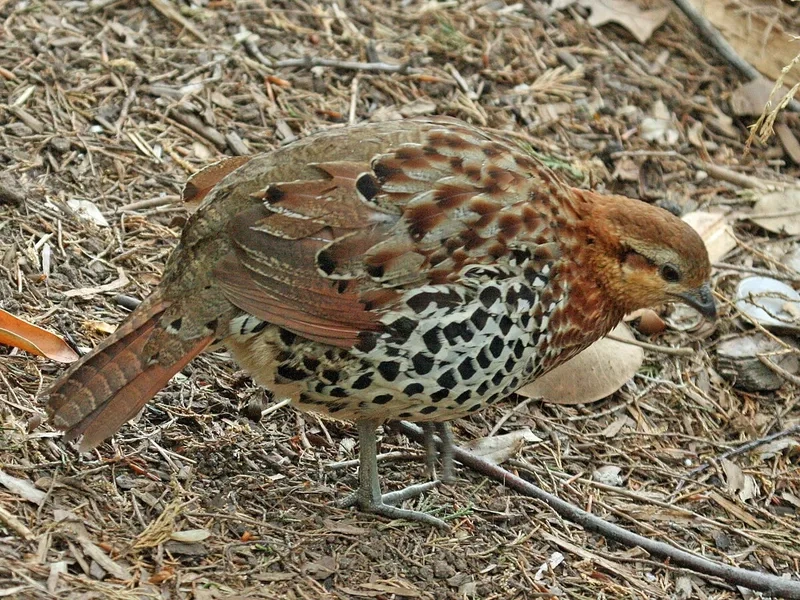Chim gà so và hệ sinh thái rừng tự nhiên cần được bảo tồn