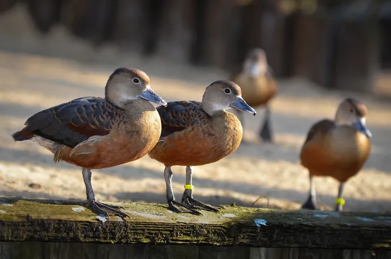 Khám phá Chim le le và tập tính sinh sống