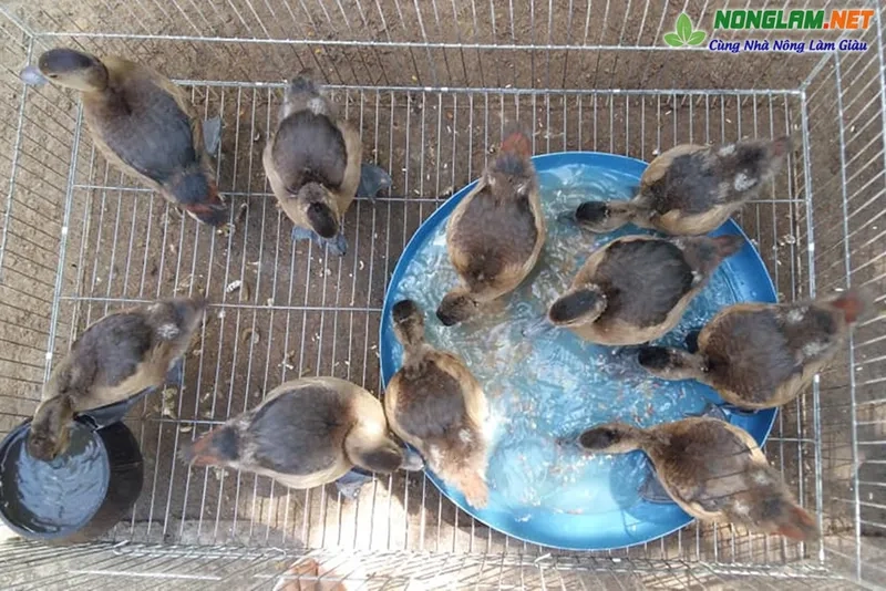 Chim le le hoang dã luôn giữ tập tính sinh sống riêng