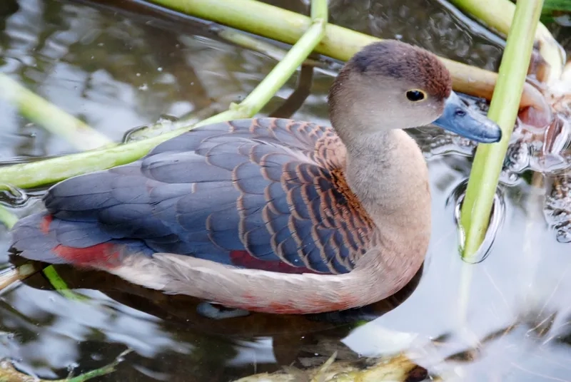 Chim le le và môi trường sống đa dạng sinh học phong phú