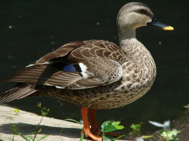 Khám phá chim le le thuộc họ gì trong nghiên cứu sinh học