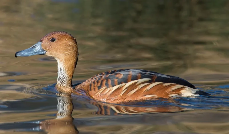 Tìm hiểu chim le le di cư hay không qua từng mùa