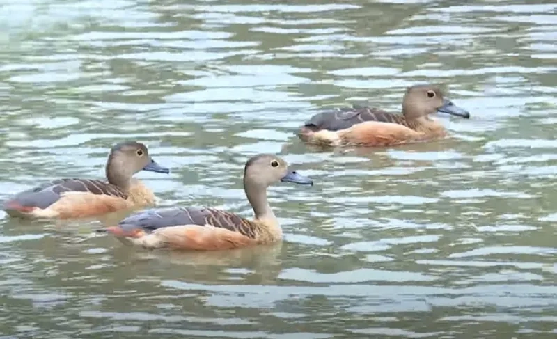 Chim le le có được bảo vệ không trước nguy cơ tuyệt chủng