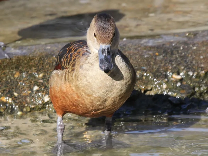 Chim le le thường xuất hiện ở đâu gần vùng đồng bằng
