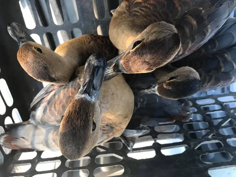 Chim le le trong đời sống người Việt gắn với truyền thống