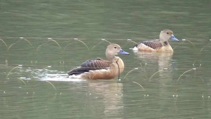 Khám phá chim le le có giá trị gì về sinh thái và văn hóa