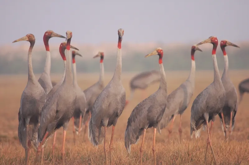 Chim sếu đầu đỏ thuộc họ gì trong thế giới chim