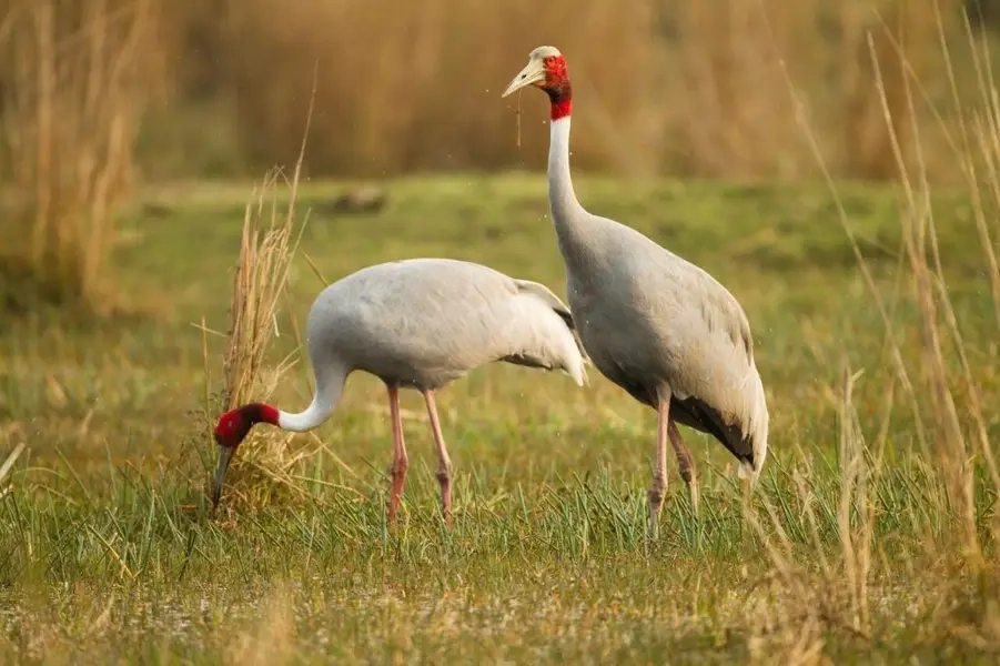 Chim sếu đầu đỏ đang tuyệt chủng cần được bảo vệ