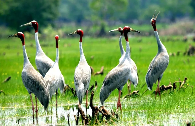 Hình ảnh chim sếu đầu đỏ di cư ấn tượng