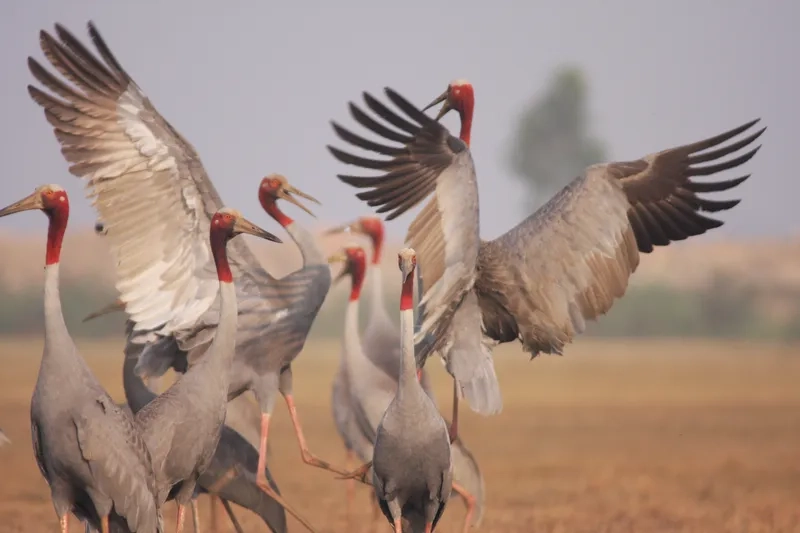 Chim sếu đầu đỏ hình ảnh tự nhiên đẹp tuyệt vời