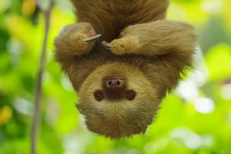 Khám phá con lười leo cây giỏi không và nhanh nhẹn ra sao