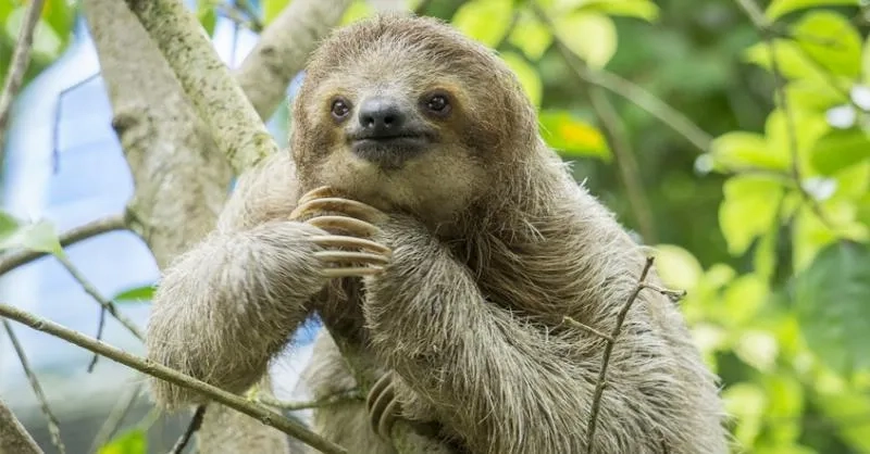 Con lười trong phim hoạt hình khiến mọi người yêu thích