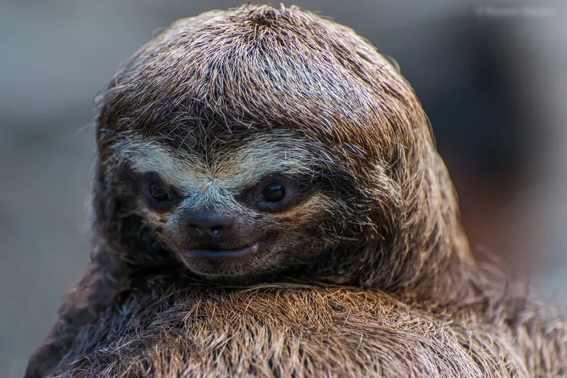 Khám phá bí mật về đời sống hoang dã của loài Lười