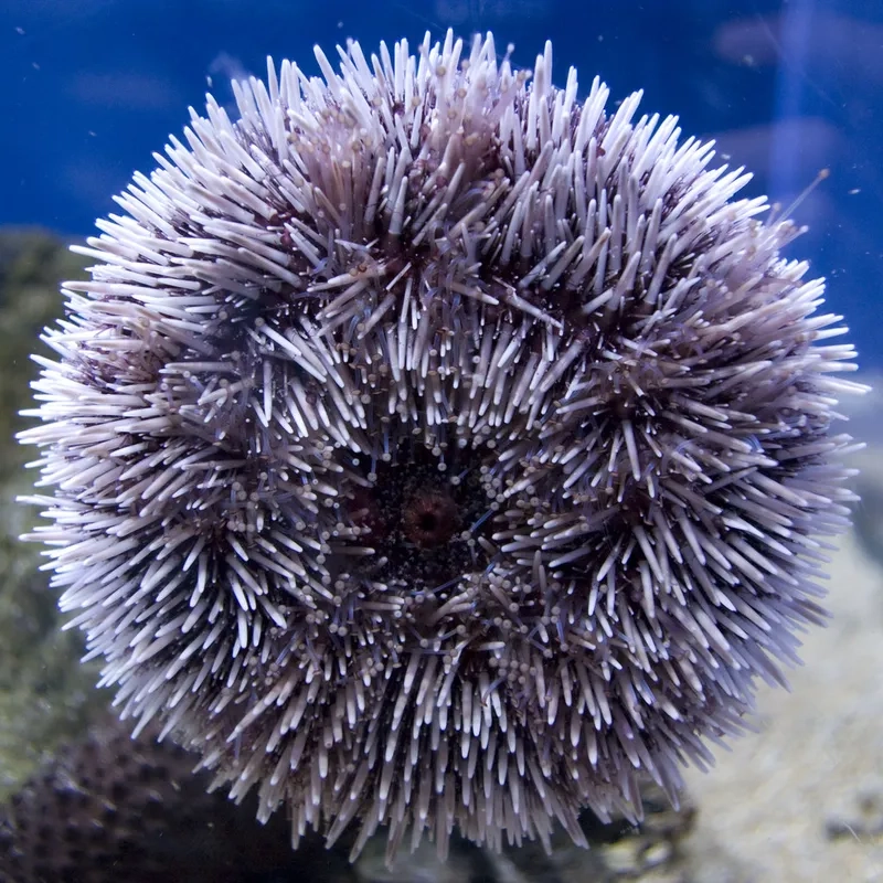 Vòng đời sinh sản của cầu gai diễn ra dưới đáy biển