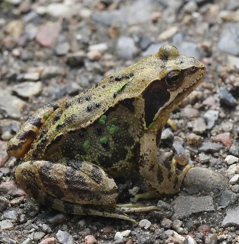 Ếch đồng sống ở đâu quanh các cánh đồng lúa