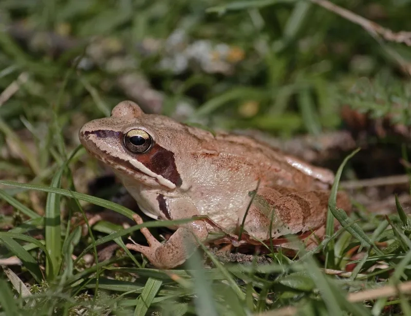 Ếch đồng ăn gì để phát triển khỏe mạnh