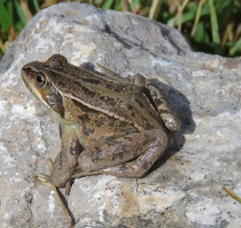 Ếch đồng trong ẩm thực Việt được ưa chuộng