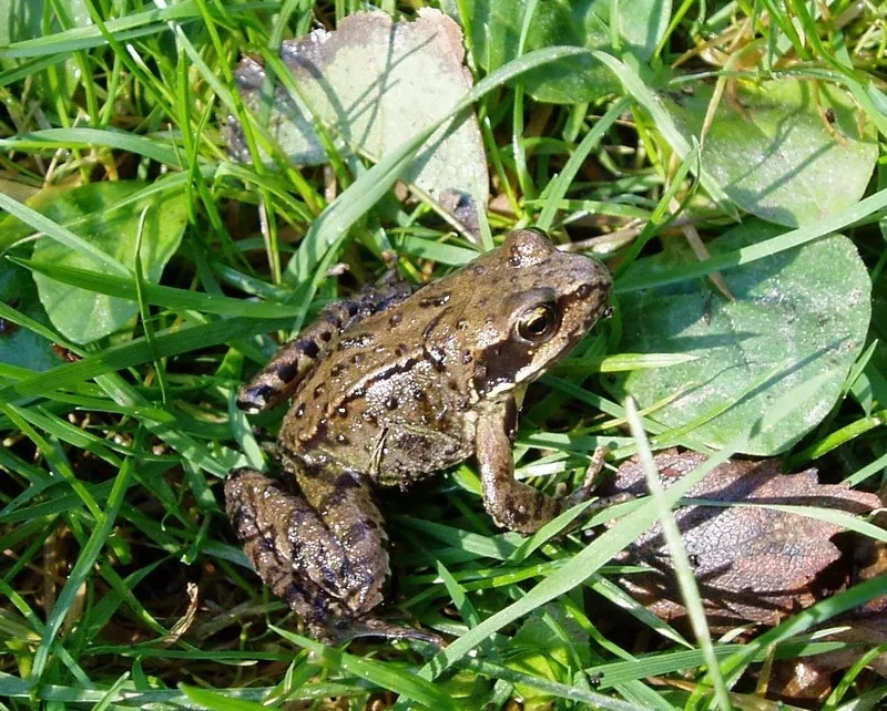 Ếch đồng giá trị kinh tế cao cho người nông dân