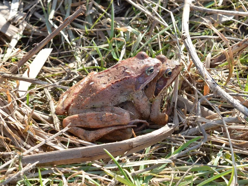 Ếch đồng ngày nay vẫn quen thuộc ở làng quê