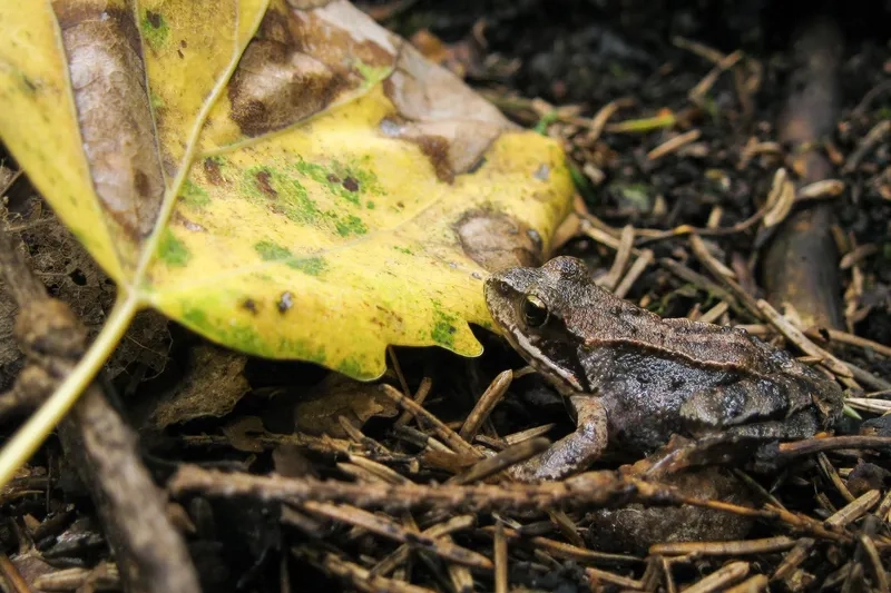 Tìm hiểu ếch đồng và môi trường sống tự nhiên