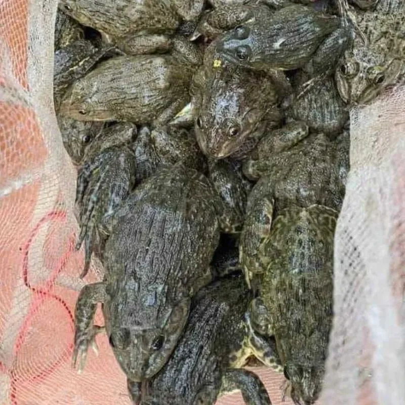 Cách ếch đồng bắt ngoài đồng hiệu quả và an toàn