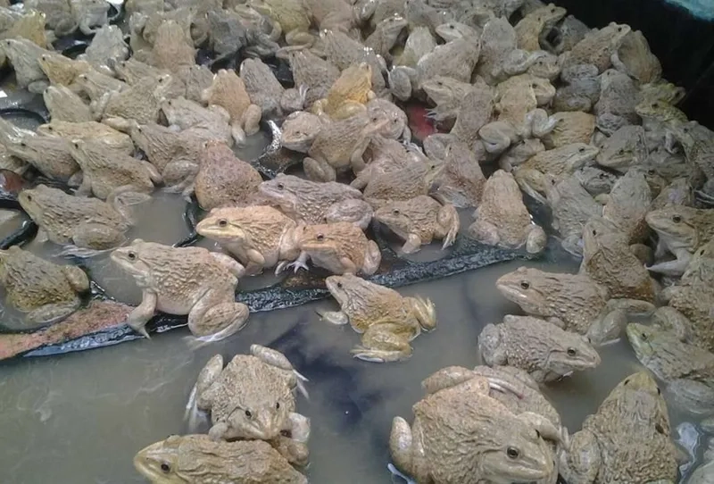 Hình ảnh ếch đồng đặc điểm sinh học dễ nhận biết