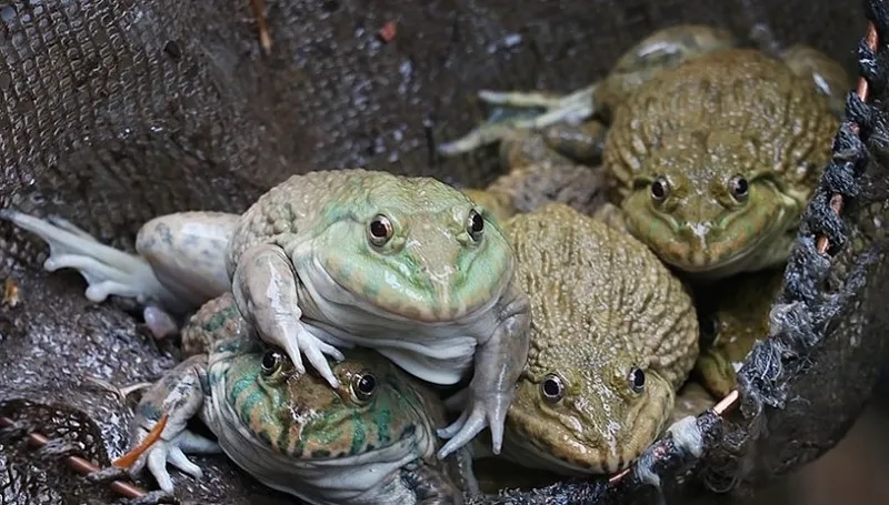 Khám phá ếch đồng tập tính sống ngoài tự nhiên