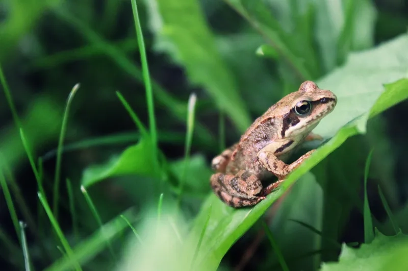 Tìm hiểu ếch đồng có nuôi được không ở nhà