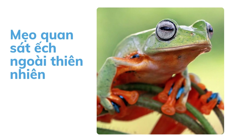 Kinh nghiệm quan sát ếch trong tự nhiên