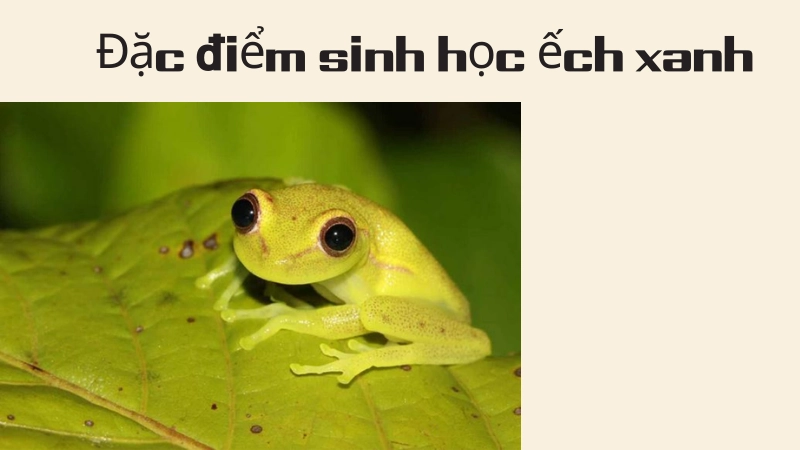 Đặc điểm sinh học nổi bật của ếch xanh