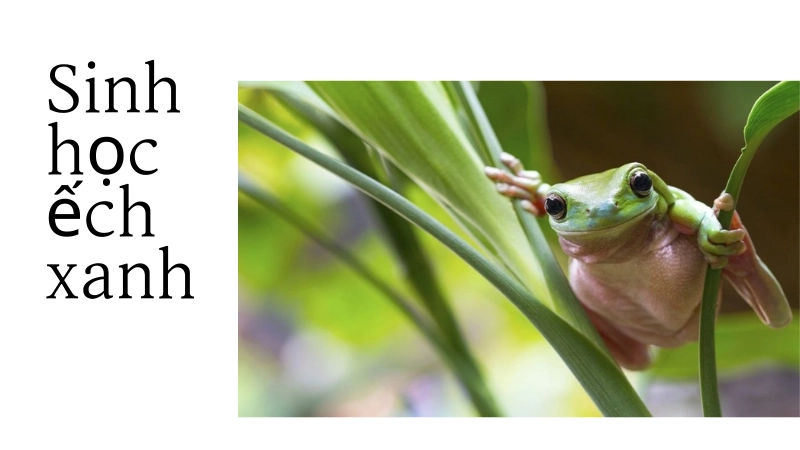 Môi trường sống ảnh hưởng màu sắc ếch xanh
