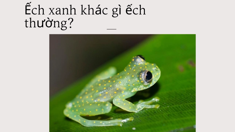 Ếch xanh đặc trưng khác gì các loài ếch khác