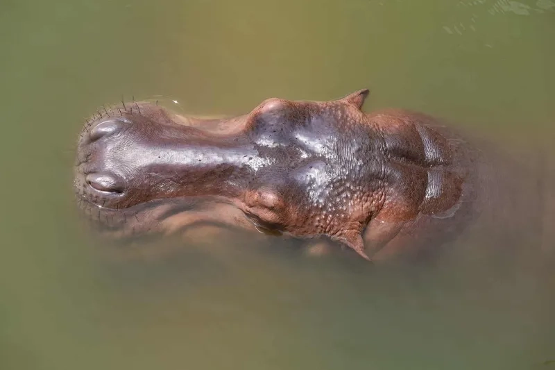 Hà mã trong sở thú thu hút khách tham quan