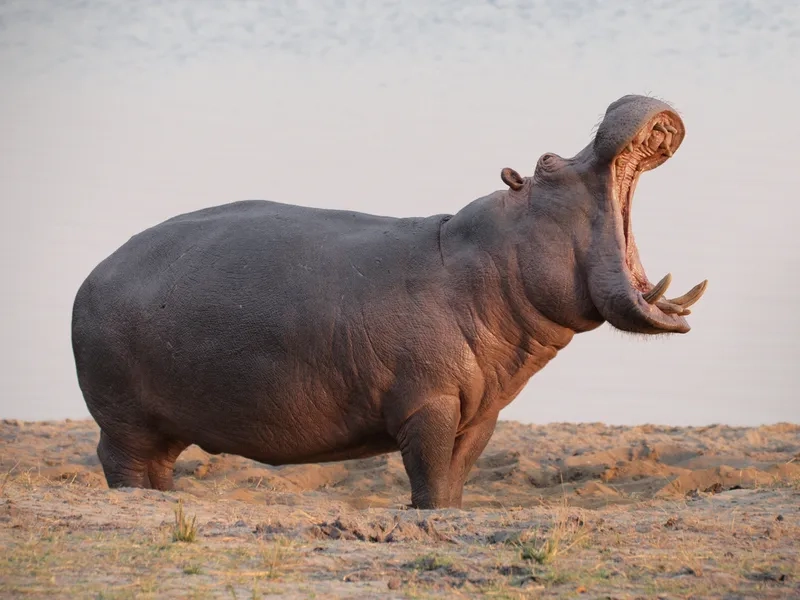 Hà mã có thể chạy nhanh không trên cạn