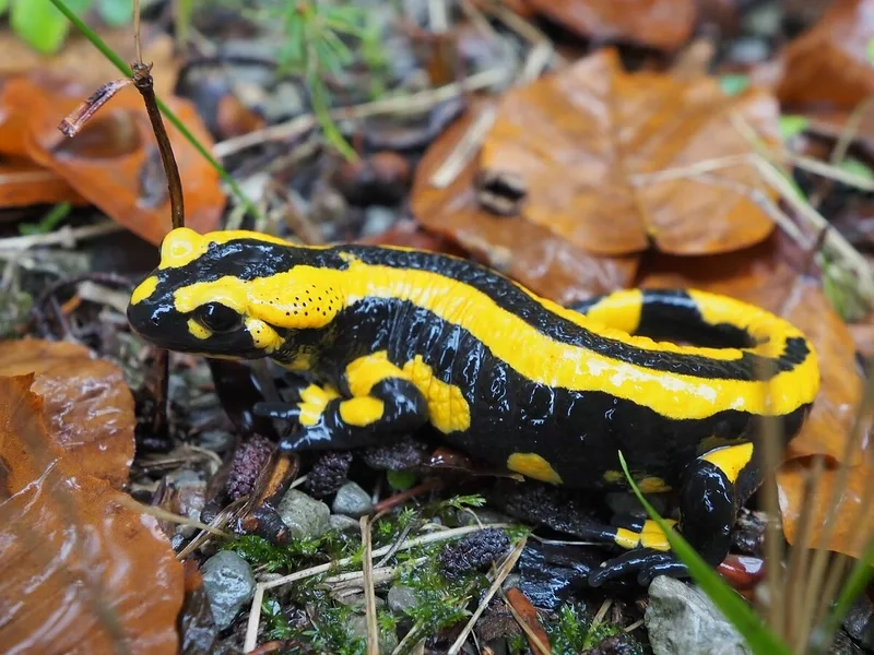 Khám phá kỳ giông lửa huyền bí trong rừng sâu