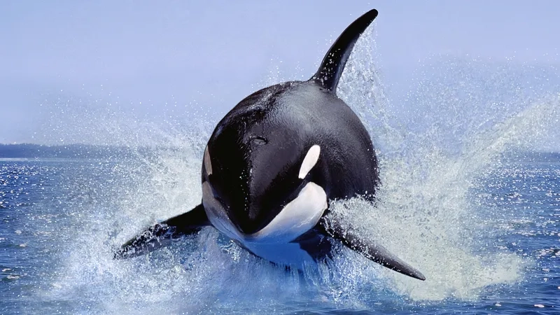 Lolita orca sống trong hồ nuôi SeaWorld lâu năm