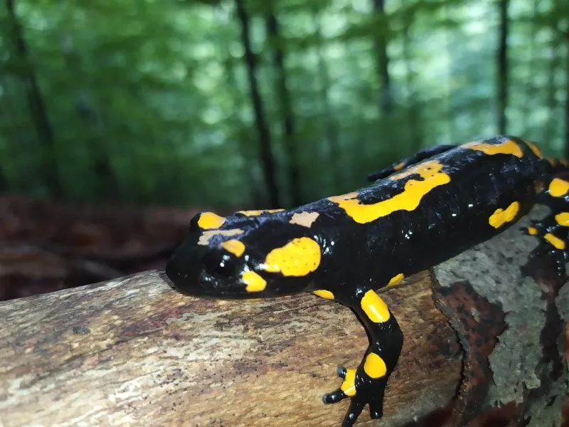 Khám phá ý nghĩa Kỳ giông lửa và niềm tin cổ truyền