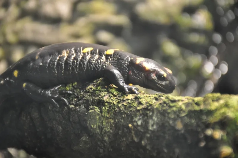 Kỳ giông lửa biểu tượng của niềm tin dân gian