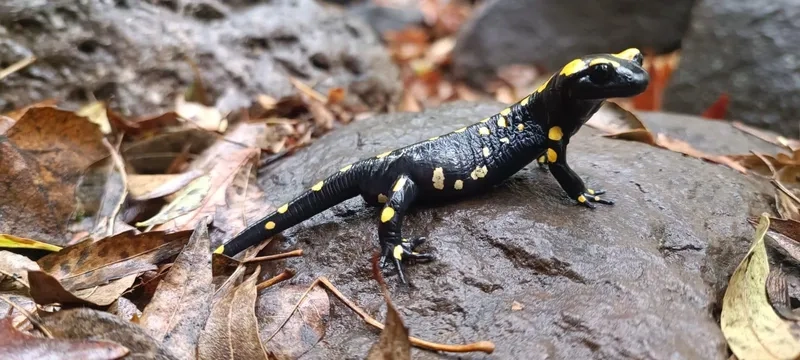 Kỳ giông lửa và lửa thiêng gắn với sức mạnh thiên nhiên