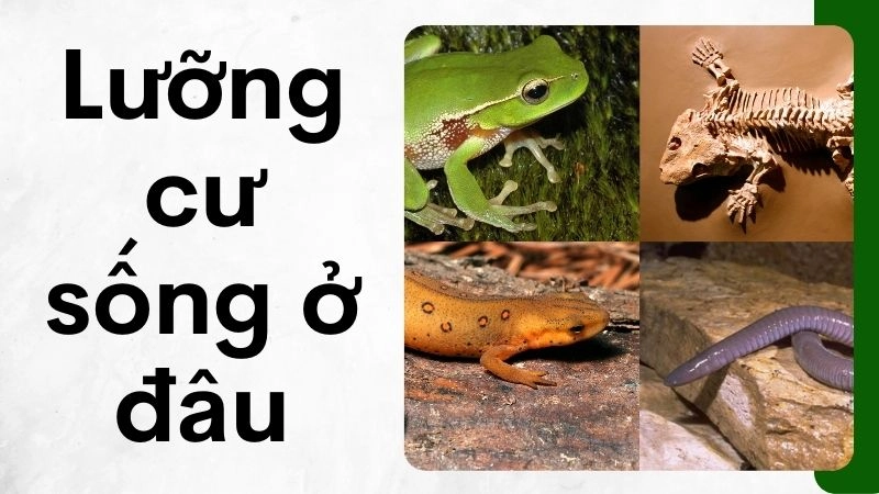 Địa bàn cư trú đa dạng của các loài lưỡng cư