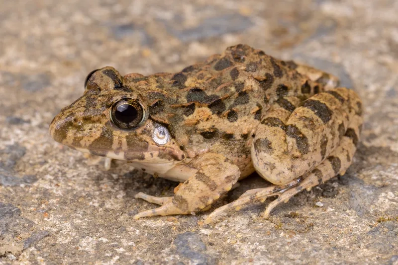 Tìm hiểu tập tính nhái bén bụng trắng về đêm