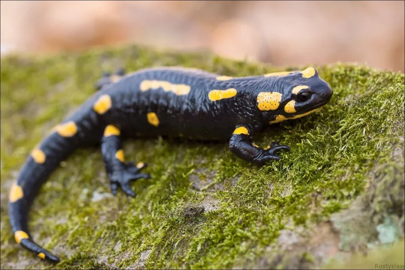 Kỳ giông lửa tâm linh mang ý nghĩa huyền bí