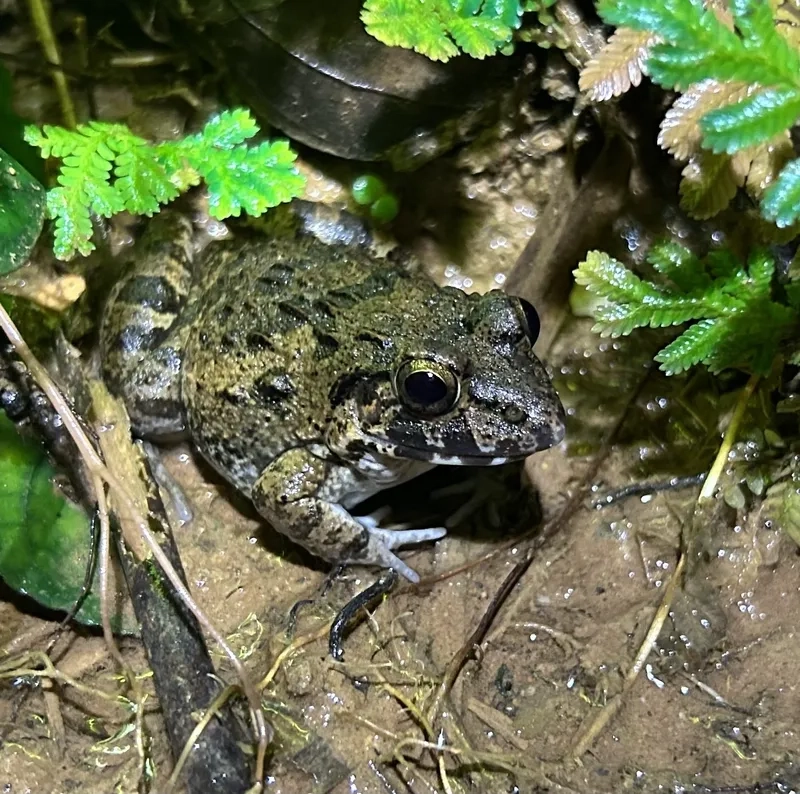 Nghe tiếng kêu nhái bén bụng trắng vang vào ban đêm