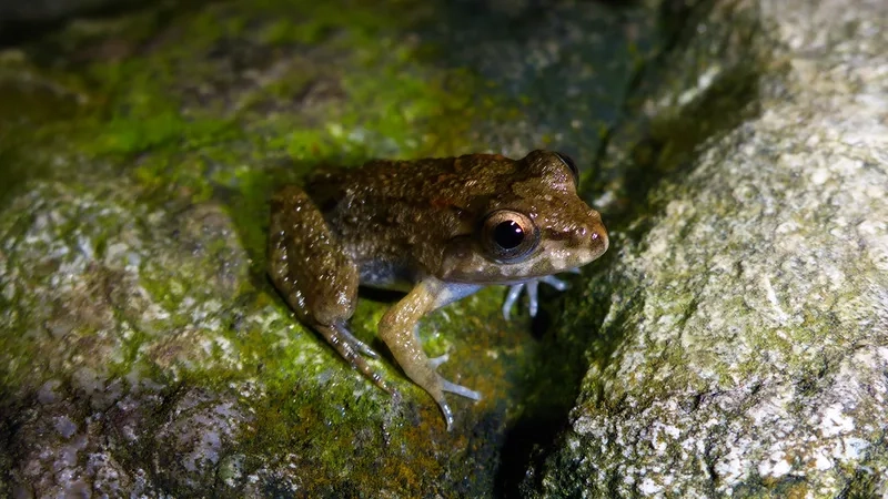 Học cách phân biệt nhái bén bụng trắng với loài khác