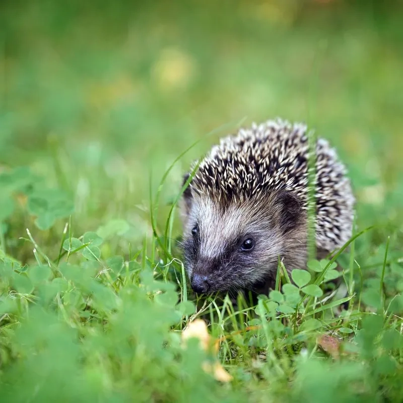 Nhím có nguy hiểm không khi tiếp xúc gần trong tự nhiên