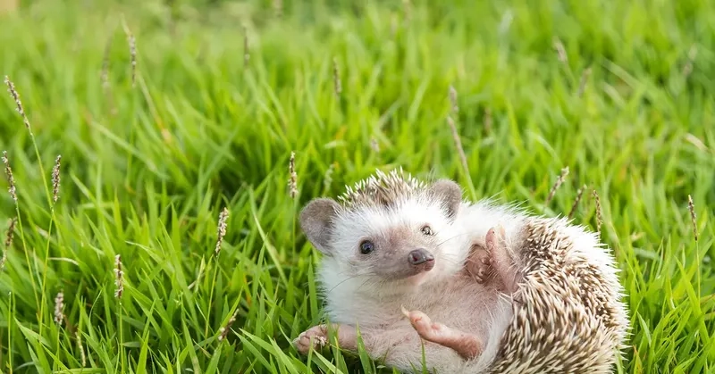 Khám phá nhím có ích gì cho môi trường và hệ sinh thái