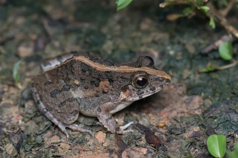 Theo dõi tình trạng bảo tồn nhái bén bụng trắng hiện nay