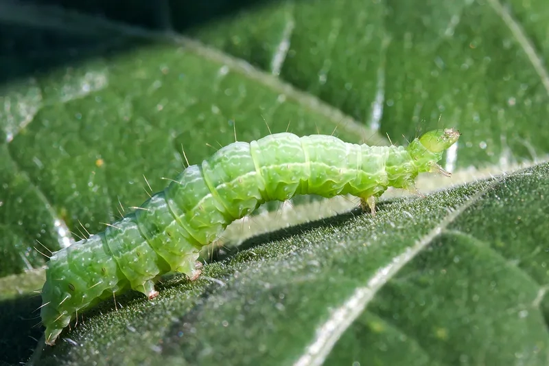 Sâu xanh ăn lá ngoài đồng ruộng lan rộng